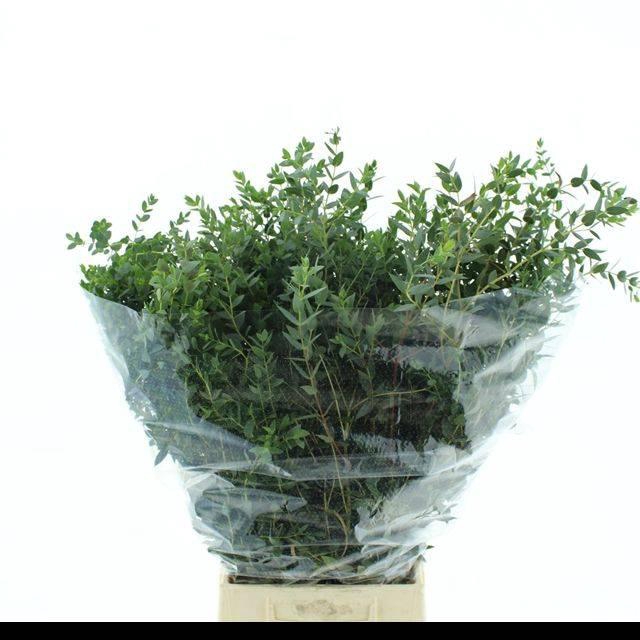 <h4>EUCA PARVIFOLIA 200GR P BS</h4>