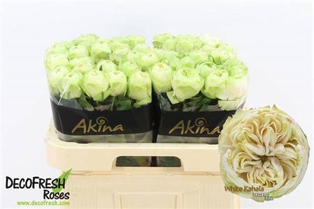 <h4>R Gr White Kahala-bb</h4>