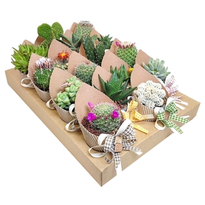 MIX CACTUS AND SUCCULENT IN CARDBOARD TRAY WITH POT COVER Ø 6,5 ECO CANNETE WITH DECORATION-TRAY 16 PCS