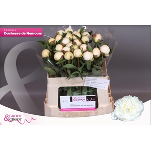 Paeonia Duchesse De Nemours