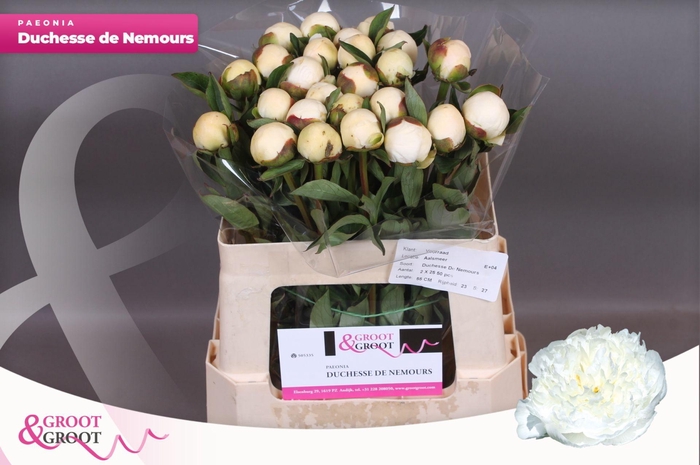 <h4>Paeonia Duchesse De Nemours</h4>