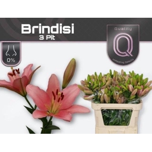LI LA BRINDISI