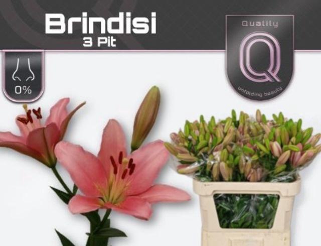 LI LA BRINDISI