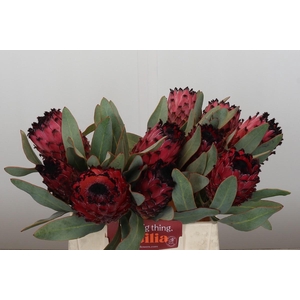 Protea Barbigera Ruby Princess