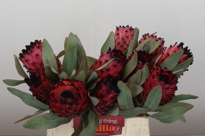 <h4>Protea Barbigera Ruby Princess</h4>