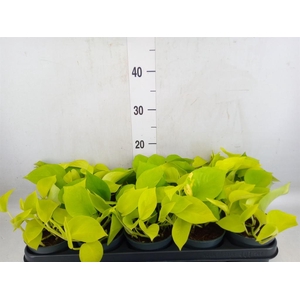 Epipremnum pinn. 'Golden Pothos'