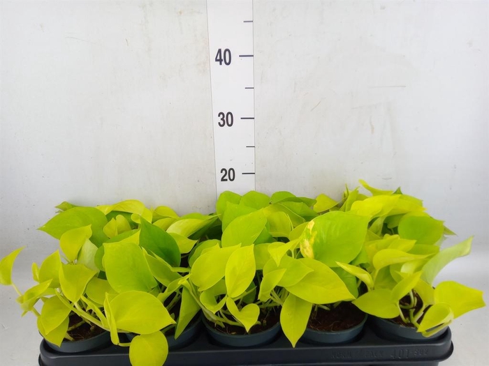 <h4>Epipremnum pinn. 'Golden Pothos'</h4>