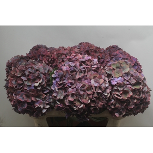 HYDR M MIDNIG SKY CL