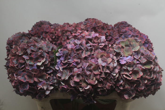 <h4>HYDR M MIDNIG SKY CL</h4>