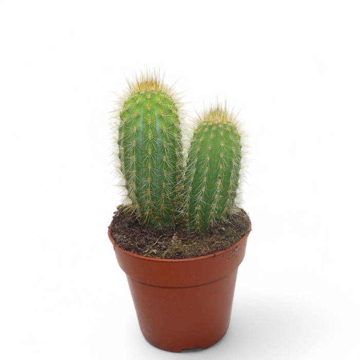 <h4>Pilosocereus Chrysotele</h4>