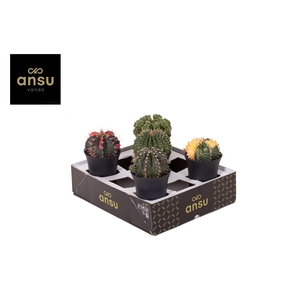 Exclusive Cactus Mix XL