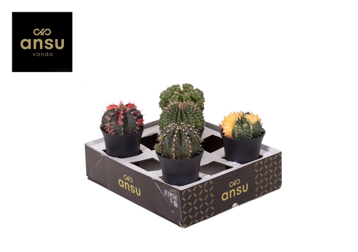 <h4>Exclusive Cactus Mix XL</h4>