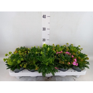 Lewisia  'Mountain Dreams'   ...mix