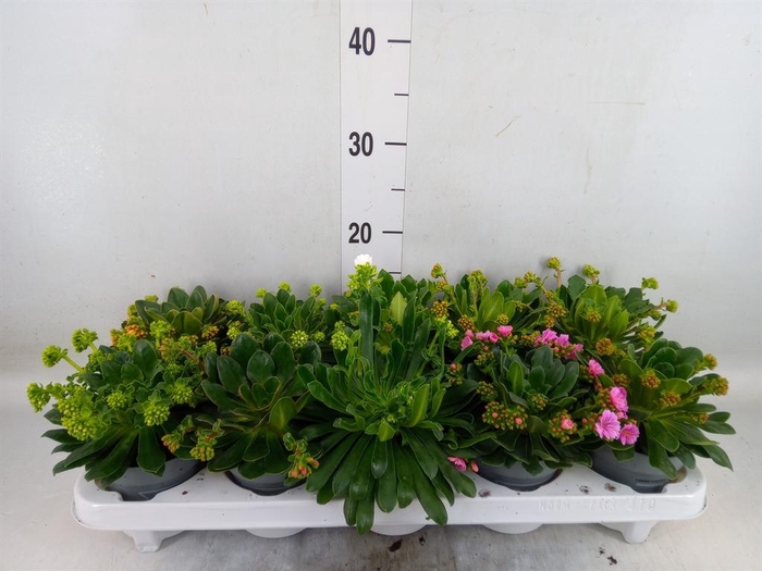 <h4>Lewisia  'Mountain Dreams'   ...mix</h4>