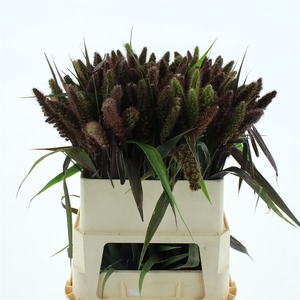 Setaria It Red Jewel
