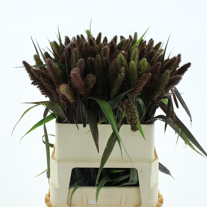 <h4>Setaria It Red Jewel</h4>