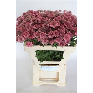 Astrantia Roma