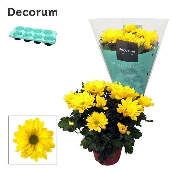 <h4>Chrysanthemum Indicum Grp Breeze Sol</h4>