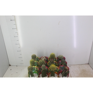 CACTUS ENXERTADO P10