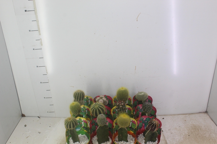 <h4>CACTUS ENXERTADO P10</h4>