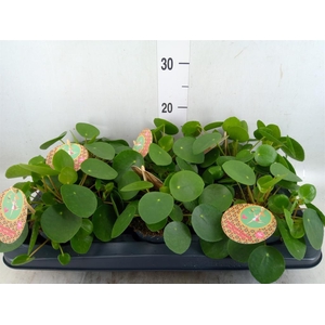 Pilea peperomioides
