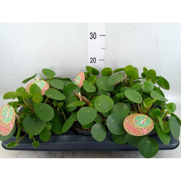 <h4>Pilea peperomioides</h4>