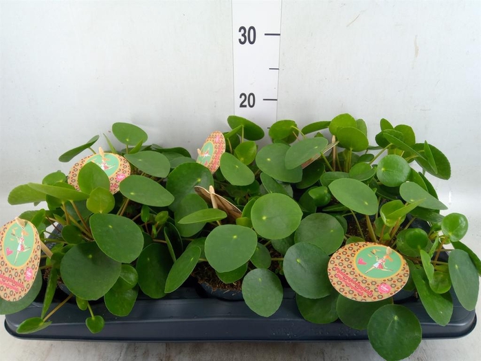 <h4>Pilea peperomioides</h4>