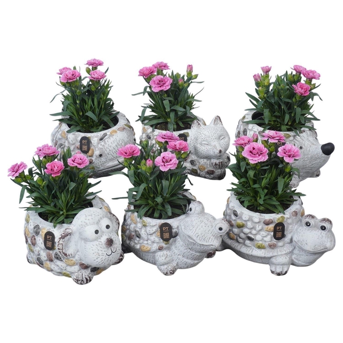 <h4>Arr. Perkplanten L%</h4>