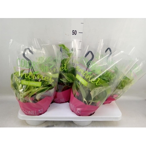 Epipremnum pinn. 'Marble Queen'  HG