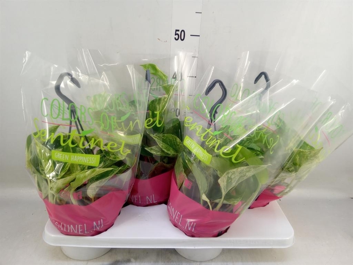 <h4>Epipremnum pinn. 'Marble Queen'  HG</h4>