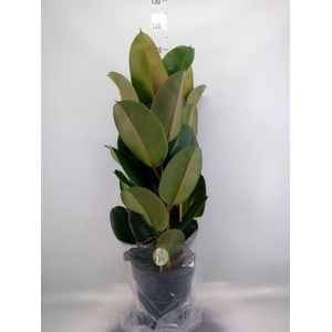 Ficus elastica 'Robusta'