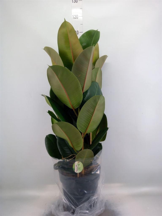 <h4>Ficus elastica 'Robusta'</h4>