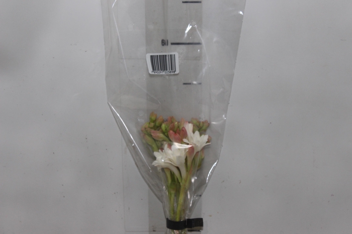<h4>ANGELICA 060 CM</h4>