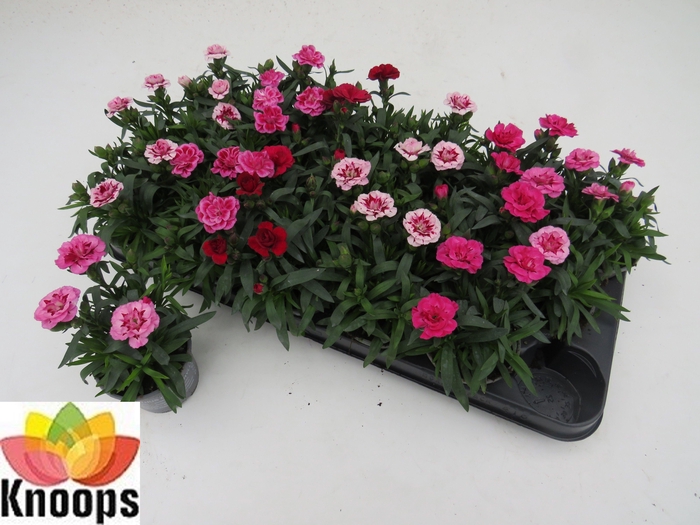 <h4>DIAN OSC GEM</h4>