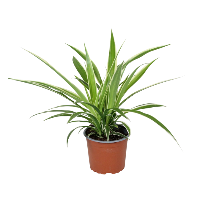 <h4>Chlorophytum comosum Irish</h4>