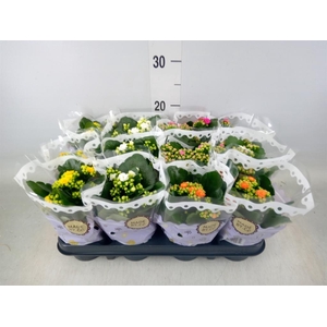 Kalanchoe blos.   ..rosebud mix  5