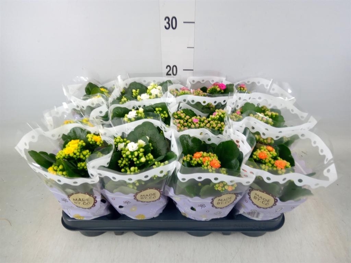 <h4>Kalanchoe blos.   ..rosebud mix  5</h4>