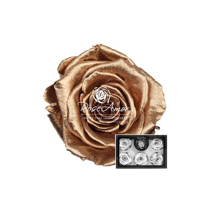 <h4>Xl Metallic Gold</h4>