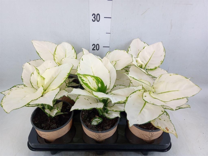 <h4>Aglaonema   ...</h4>