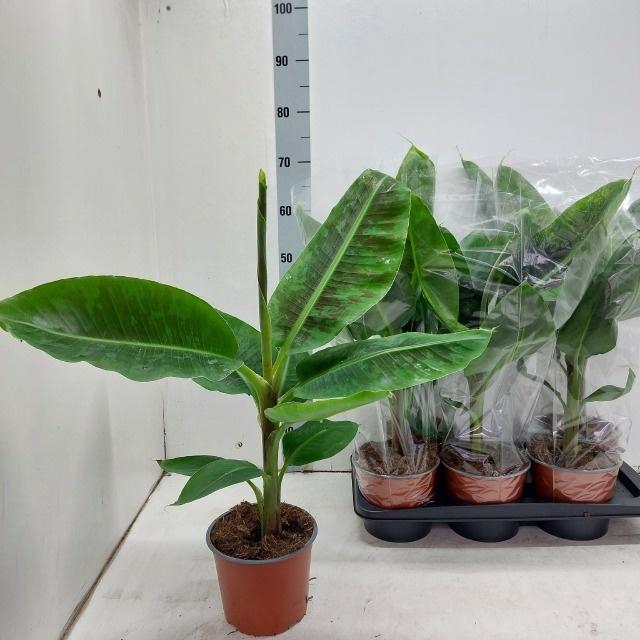 <h4>MUSA DWARF CAVENDISH</h4>