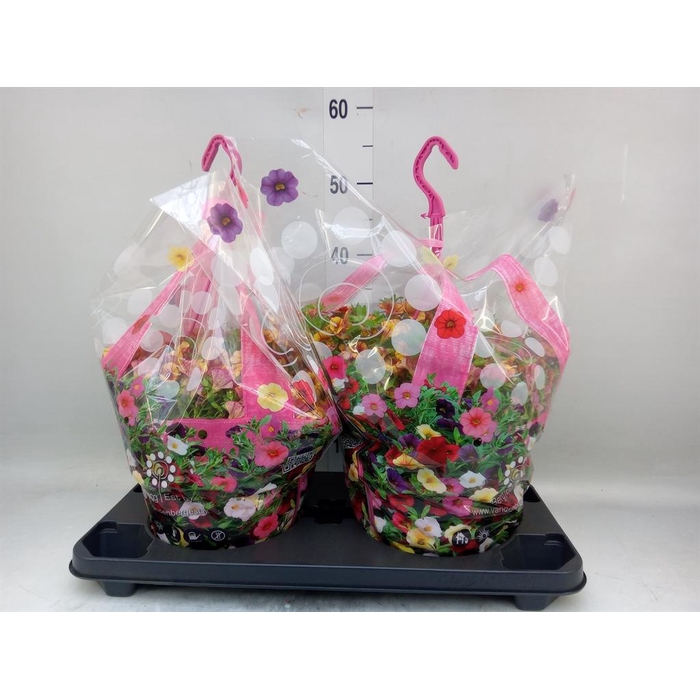<h4>Calibrachoa  'Minifam Uno Bakari'</h4>