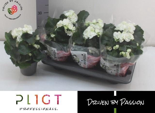 <h4>BEG HL CLARA</h4>