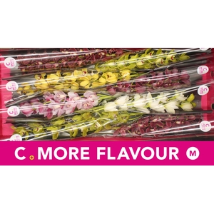 Mini cymbidium 'Mix' 70 cm