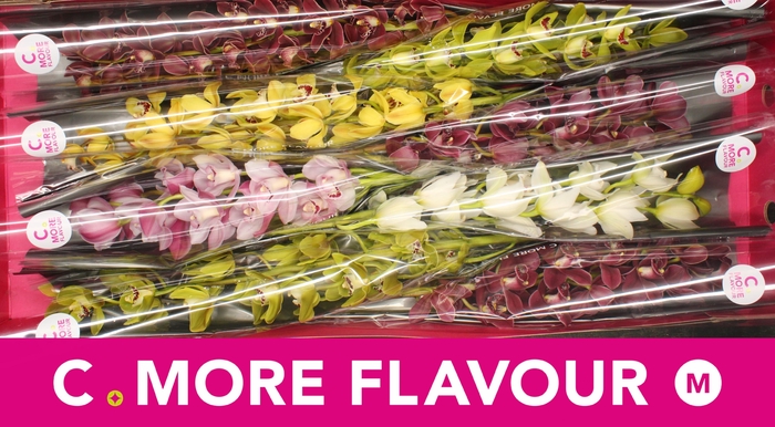 <h4>Mini cymbidium 'Mix' 70 cm</h4>