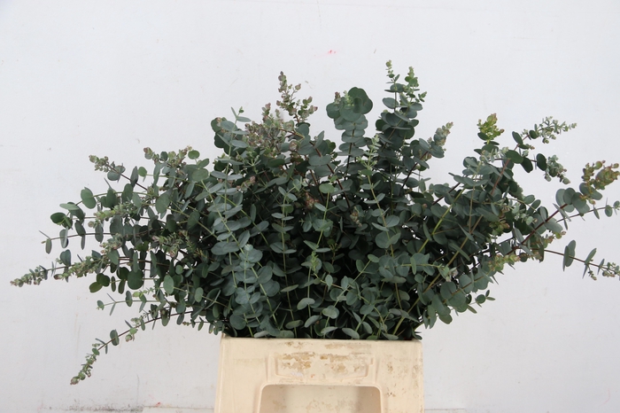 <h4>EUCA GU AZURA</h4>