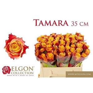 Rosa grootbloemig Tamara