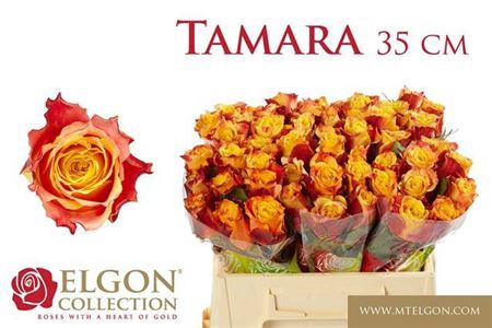 <h4>Rosa grootbloemig Tamara</h4>