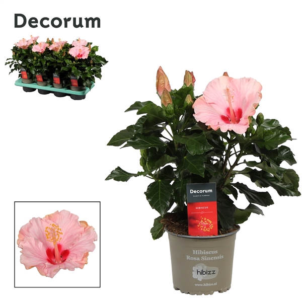 Decorum Hibiscus Jersey roze