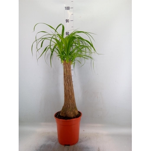 Beaucarnea recurvata