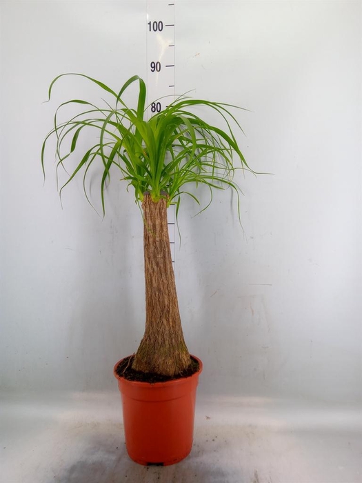 <h4>Beaucarnea recurvata</h4>
